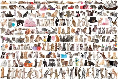 Obrázek k produktu Puzzle Svět koček 2000 dílků