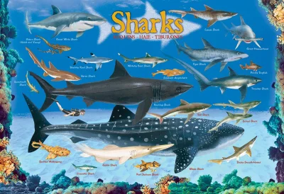 Obrázek k produktu Puzzle Žraloci 100 dílků