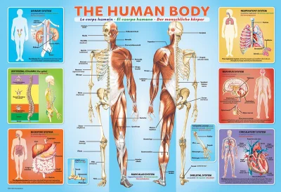 Obrázek k produktu Puzzle Lidské tělo 200 dílků