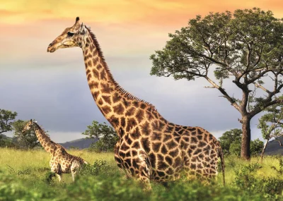 Obrázek k produktu Puzzle Žirafí rodina 1000 dílků