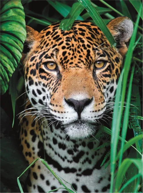 puzzle-jaguar-v-dzungli-500-dilku-159701.jpg