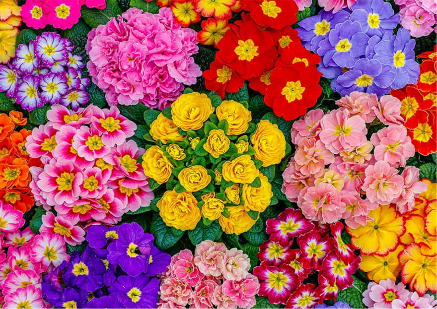 drevene-puzzle-rozkvetle-kvetiny-2v1-505-dilku-eko-164069.jpg