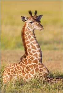 Obrázek k produktu Puzzle Zvířátka - Žirafa 54 dílků