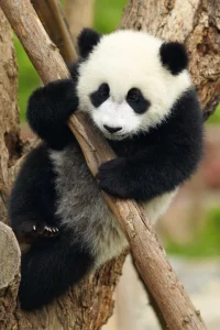 Obrázek k produktu Puzzle Zvířátka - Panda 54 dílků