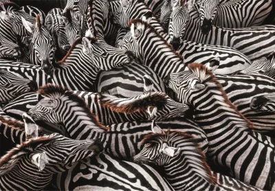 Obrázek k produktu Puzzle National Geographic: Zebry v ohradě 1000 dílků