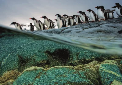 Obrázek k produktu Puzzle National Geographic: Tučňáci gentoo se hromadně vrhají do moře 1000 dílků
