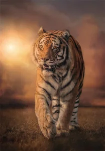 Obrázek k produktu Puzzle Tygr 1000 dílků