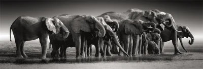 Obrázek k produktu Panoramatické puzzle Stádo slonů 1000 dílků