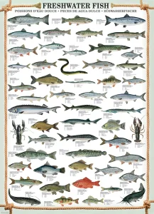 Obrázek k produktu Puzzle Sladkovodní ryby 1000 dílků