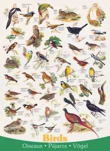 Obrázek k produktu Puzzle Ptáci 1000 dílků