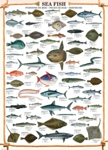 Obrázek k produktu Puzzle Mořské ryby 1000 dílků