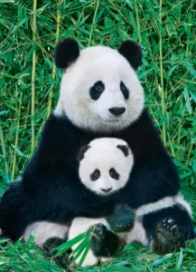 Obrázek k produktu Puzzle Panda a mládě 1000 dílků