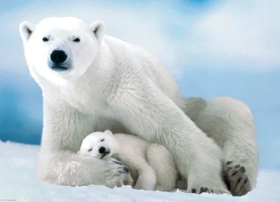 Obrázek k produktu Puzzle Lední medvěd s mládětem 1000 dílků
